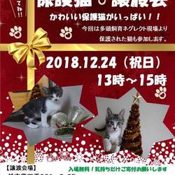 クリスマス　猫カフェ風保護猫譲渡会 サムネイル1