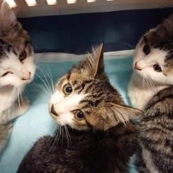 クリスマス　猫カフェ風保護猫譲渡会 サムネイル2