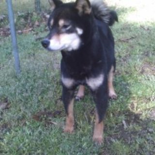 元気な黒柴犬の女の子です