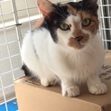 　　　和風美人な三毛！小さめりんご猫  四葉さん