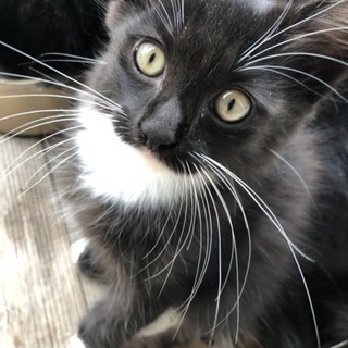 ライオンみたいに可愛い子猫ちゃんの里親さん募集♪
