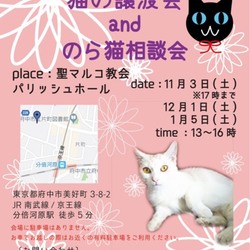 猫の譲渡会&野良猫相談会 サムネイル1