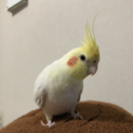 オカメインコの里親募集
