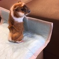 ^_^ モルモット^_^の新しい主人になりませんか