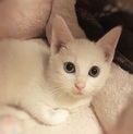 まゆゆちゃん