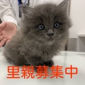 長毛のふわふわモコモコ子猫２匹