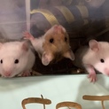 ゴールデンハムスター 里親様募集
