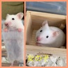 ゴールデンハムスター 里親様募集 サムネイル2