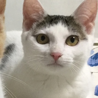 推定6ヶ月！ ゴロゴロ可愛い　キジ白　夢ちゃん