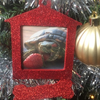 可愛くてひとなつこいミドリガメです！