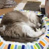 ゆうか 
