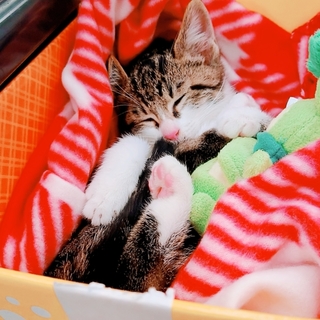 子猫ちゃん☆里親募集