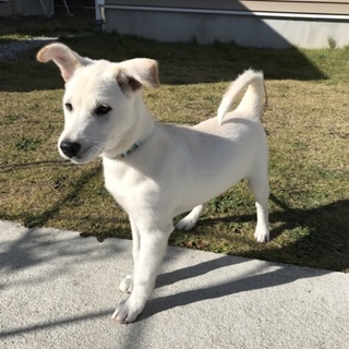 雑種犬の里親募集です