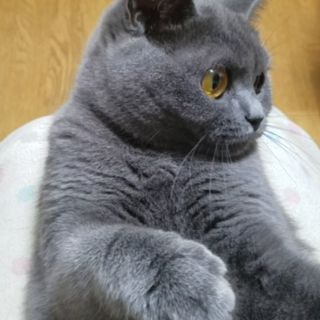 ブリショの女の子 一才