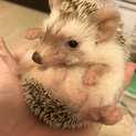 ハリネズミ