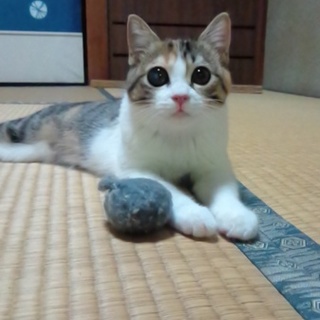 里親さん、決定しました。ありがとうございます！