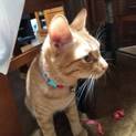 保護猫ちゃん里親さん募集中！