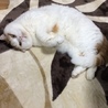 ふくとかりんのママ