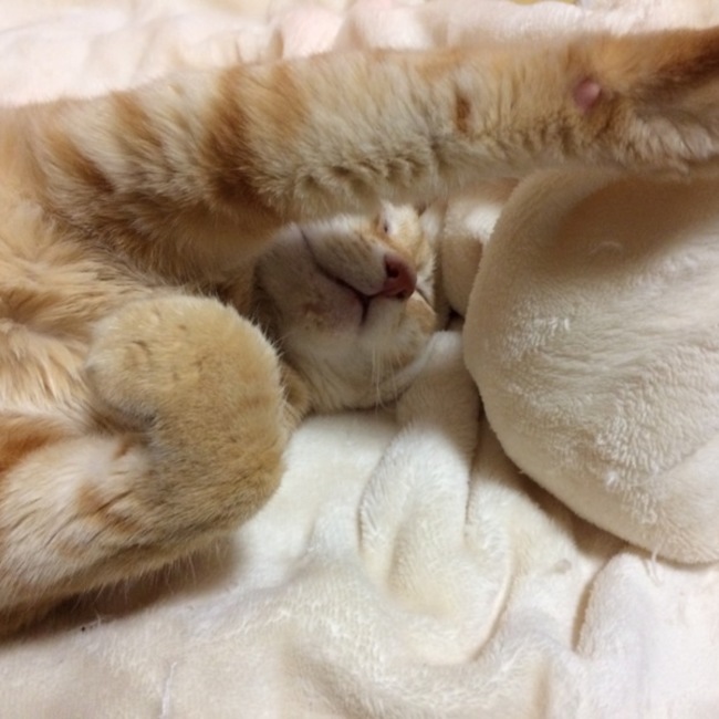 ふくとかりんのママのカバー写真