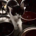白黒チビ猫ちゃん募集中