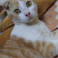 みかん