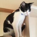 ヤンチャ子猫の里親さん募集