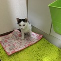 里親さん募集