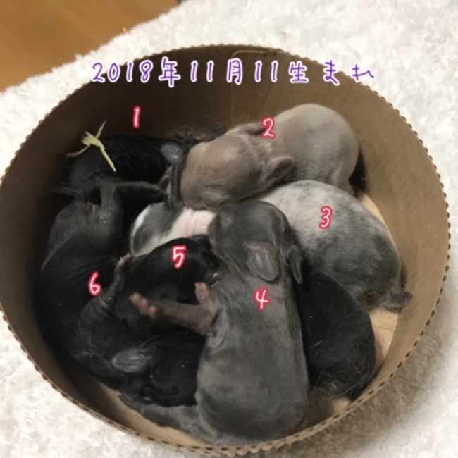 なかぴこのカバー写真