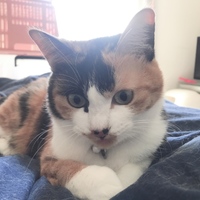 てん