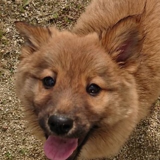 【保健所引き出し】フワフワかわいい子犬です❗️