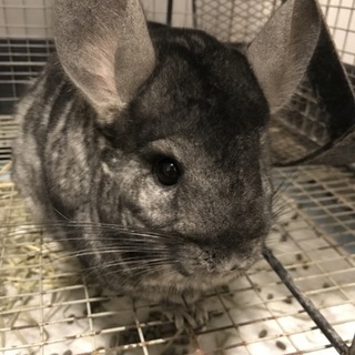 チンチラの女の子です。