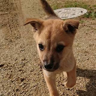 【保健所引き出し】甘えん坊の子犬です❗️