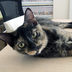 さいたま市「保護ねこ譲渡会」13時～（新都心東広場　コクーン側）開催