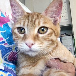 さいたま市「保護ねこ譲渡会」13時～（新都心東広場　コクーン側）開催 サムネイル2