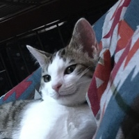 リツ
