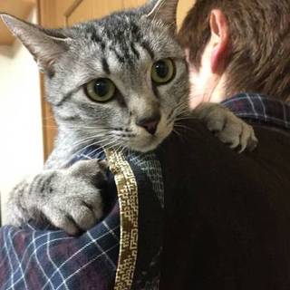 アメショー♀予防接種済み