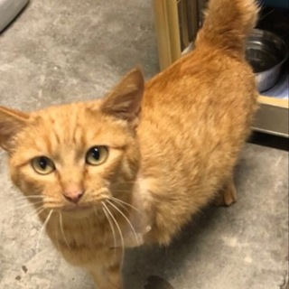 前足切断で３本足のイケメン茶トラくん