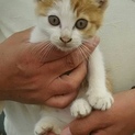 親ネコ不明です