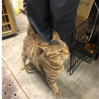 すりすり甘えん坊キジトラくん