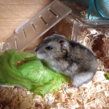 たべちゃんちょ
