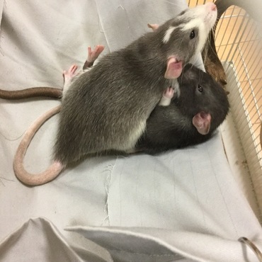 かわよい