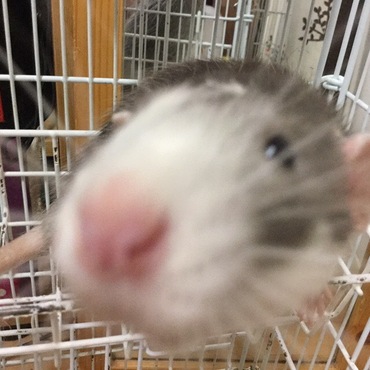 どあっぷ