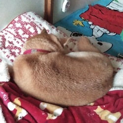 猛反省٩(๑´0`๑)۶ごめんね…葵…