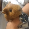 1歳半のモルモットです。