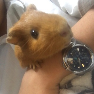 1歳半のモルモットです。