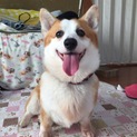 人懐っこいコーギーです