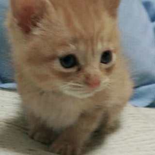 茶トラ♂の乳飲み子、漣(れん)君です。