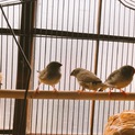 キンカチョウ4匹 里親募集