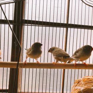 キンカチョウ4匹 里親募集