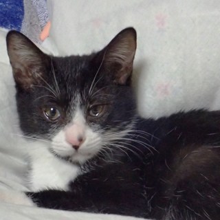 優しい里親さん募集中！